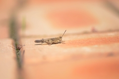 Trilophidia annulata