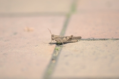 Trilophidia annulata