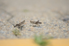 Trilophidia annulata