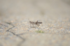 Trilophidia annulata