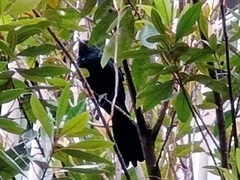 Eudynamys scolopaceus