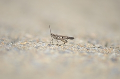 Trilophidia annulata