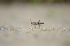 Trilophidia annulata