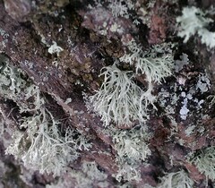 Ramalina farinacea