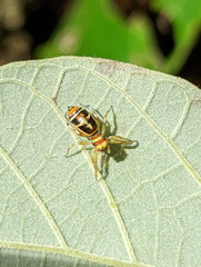 Cosmophasis micarioides