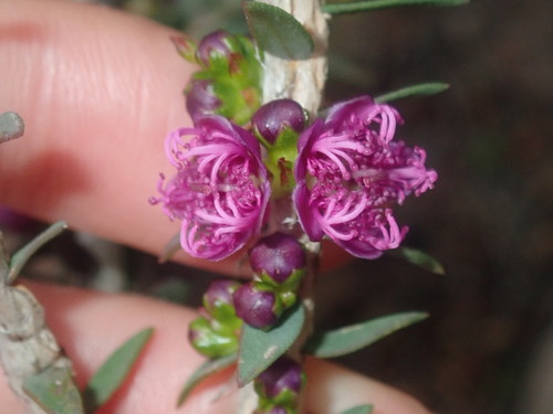 Melaleuca violacea, photograph 3