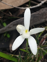 Pheladenia deformis