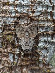 Barasa cymatistis