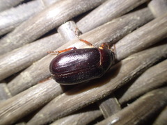 Phyllophaga