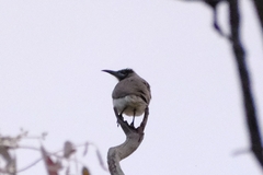 Philemon citreogularis