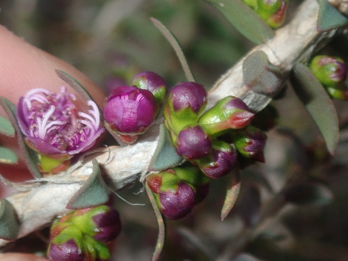 Melaleuca violacea, photograph 4