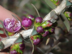 Melaleuca violacea