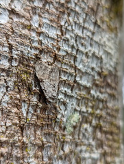Barasa cymatistis