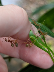 Oecophylla smaragdina