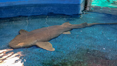 Ginglymostoma