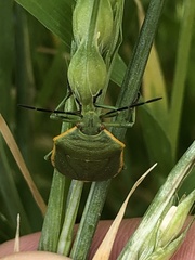 Chlorochroa uhleri
