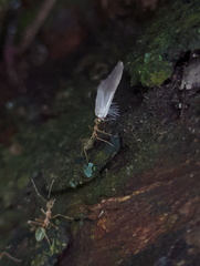 Oecophylla smaragdina