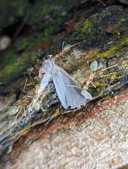 Oecophylla smaragdina