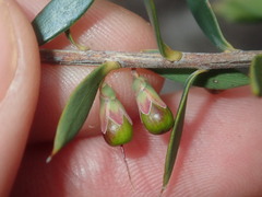 Ericaceae