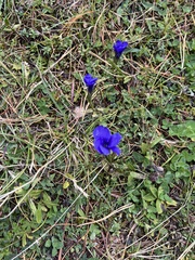 Gentianopsis ciliata