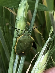 Chlorochroa uhleri