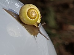 Cepaea
