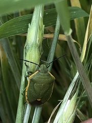 Chlorochroa uhleri