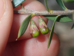 Ericaceae