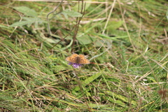 Boloria selene