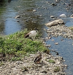 Threskiornis aethiopicus