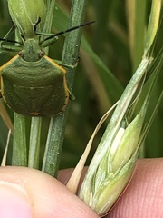 Chlorochroa uhleri
