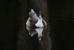 Anas platyrhynchos × Cairina moschata