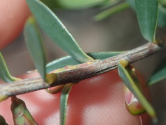Ericaceae