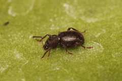 Otiorhynchus