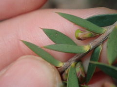 Ericaceae