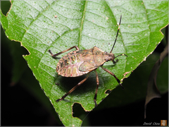 Halyomorpha halys