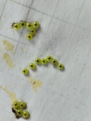 Catochria catocaloides