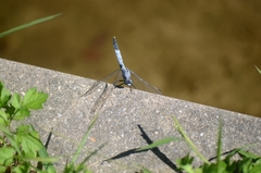 Orthetrum albistylum