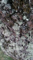 Ramalina farinacea