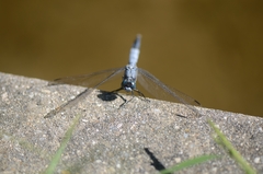 Orthetrum albistylum