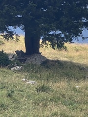 Marmota