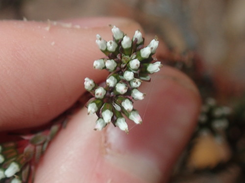 Image of Darwinia vestita by (c) Thomas Mesaglio, some rights reserved (CC BY)