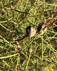 Hakea mitchellii