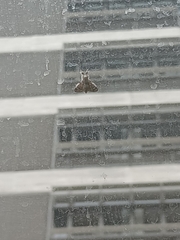 Calliteara horsfieldii