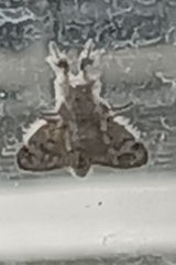 Calliteara horsfieldii