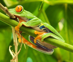Agalychnis callidryas