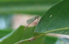Ceriagrion aeruginosum