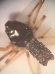 Argyrodes elevatus