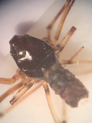 Argyrodes elevatus