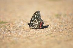 Hestina assimilis